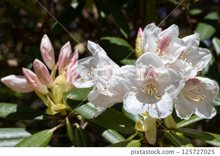 Rhododendron flower 04 Rhododendron flower 04 125727025