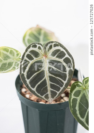 Houseplant Anthurium KOS×RC 125727026