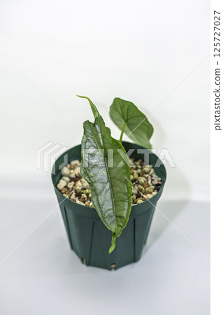 Houseplant Alocasia Dragon's Breath Houseplant Alocasia Dragon's Breath 125727027