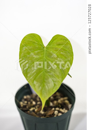 Houseplant Philodendron Majestic Houseplant Philodendron Majestic 125727028