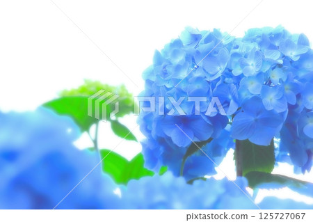 刷新的藍色八仙花屬花 刷新的藍色八仙花屬花 125727067