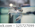 小海龜游泳 125727099