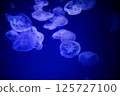 漂浮在水箱的水母 125727100