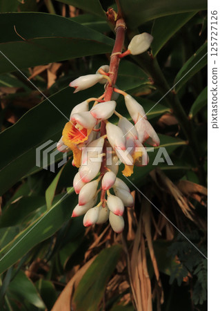 月亮桃花 月亮桃花 125727126
