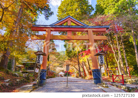 日吉神社山王鳥居和紅葉(滋賀縣大津市坂本) 日吉神社山王鳥居和紅葉(滋賀縣大津市坂本) 125727130