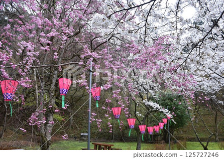 Yamato Tatsunomine Tanzan Shrine Couple Cedars Yamato Tatsunomine Tanzan Shrine Couple Cedars 125727246