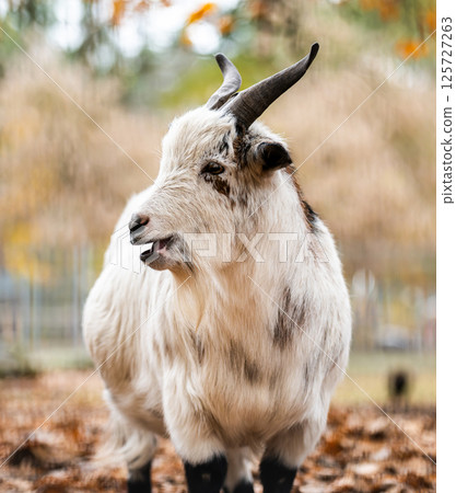 Beautiful Young Goat With An Adorable Face On An Outdoor Farm Beautiful Young Goat With An Adorable Face On An Outdoor Farm 125727263