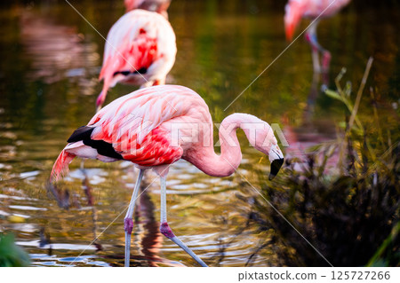 Pink Flamingo Birds In The Water And A Young Bird Hunting For Fish In The National Park 125727266