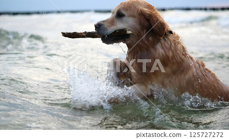 Golden Retriever Adorably Holds A Stick In Its Mouth While Swimming In The Sea On A Sandy Beach 125727272