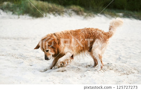 Adorable Golden Retriever Playing And Digging Sand On A Sandy Beach 125727273