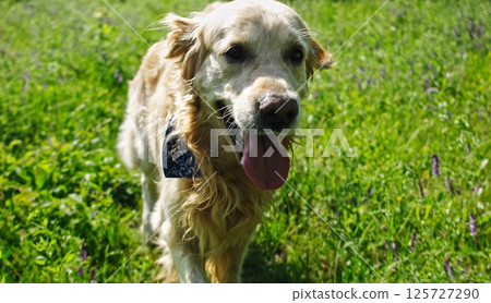 Cute Golden Retriever Dog Strolling In The Green Grass Outdoors 125727290