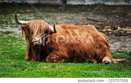 Highland cow On The Farm Part Of Animal Husbandry 125727308