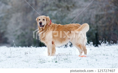 Adorable Golden Retriever Dog Walking An A Snow Field In Winter Adorable Golden Retriever Dog Walking An A Snow Field In Winter 125727407