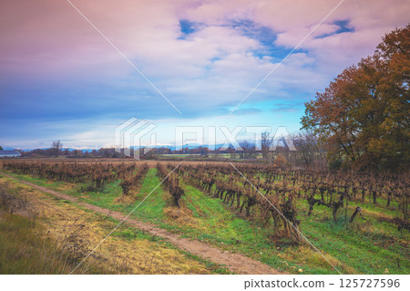 Autumn rural landscape. A vineyard plantation. Mountain valley with cloudy sky, France, Europe 125727596