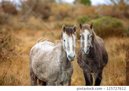 A couple of Camargue horses on the meadow in autumn. The horses look at the camera 125727612