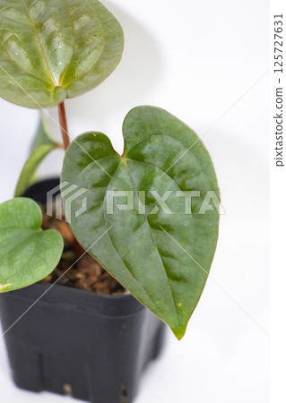 室內植物 Anthurium papyrilaminum x luxurianthus 室內植物 Anthurium papyrilaminum x luxurianthus 125727631