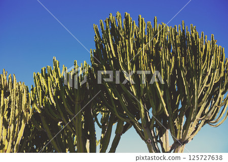 Silhouette of Succulent plants against day blue sky 125727638