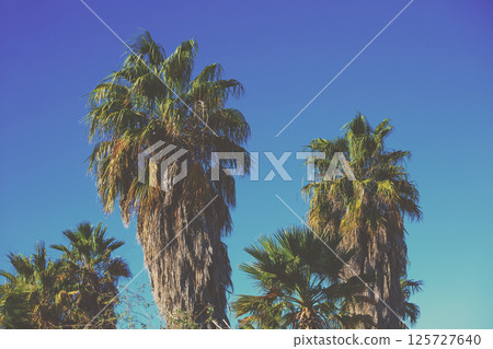 A row of tropical palm trees against a blue sky. Tropical landscape. Beautiful tropical nature A row of tropical palm trees against a blue sky. Tropical landscape. Beautiful tropical nature 125727640