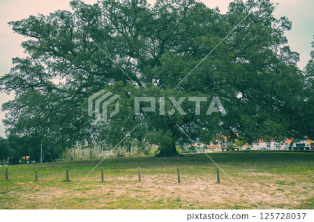 The oldest Cork oak (Quercus suber) in the world. Portugal Alentejo. Nature background 125728037