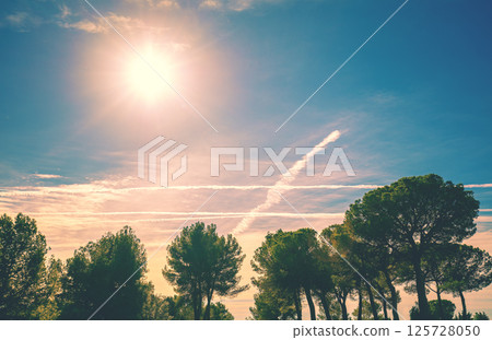 Mediterranean pine trees against sunset sky Mediterranean pine trees against sunset sky 125728050