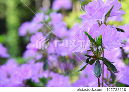 Vivid azaleas 125728338