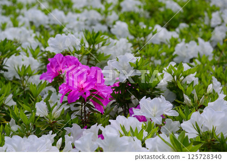 生動的杜鵑花 125728340
