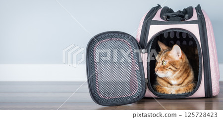 Bengal cat in a carrier in a room. Bengal cat in a carrier in a room. 125728423
