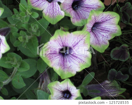 Petunia with purple flowers Petunia with purple flowers 125728535