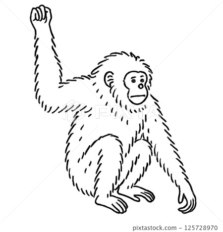 Gibbon line drawing illustration, animal series, icon, no background, material 125728970