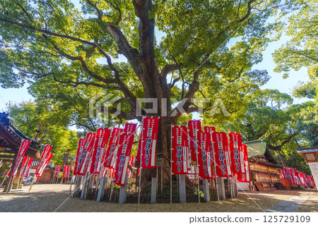 Sumiyoshi Taisha Kusunokisha Sacred Tree Meoto Kusunoki 125729109