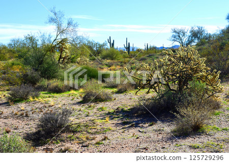 Landscape Sonora Desert Arizona Landscape Sonora Desert Arizona 125729296