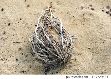 Tumbleweed (lat.- Anastatica hierochuntica) capable of hygroscopic expansion and retraction Tumbleweed (lat.- Anastatica hierochuntica) capable of hygroscopic expansion and retraction 125729361