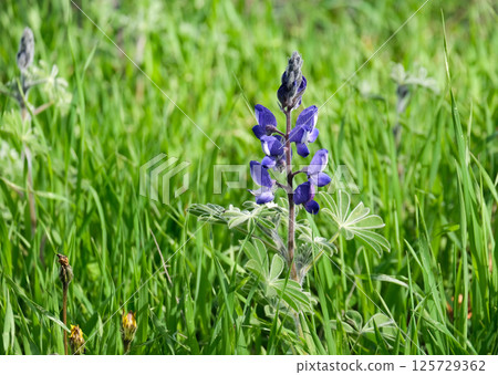Wild flower blue lupine (Lupinus pilosus) on a spring meadow Wild flower blue lupine (Lupinus pilosus) on a spring meadow 125729362