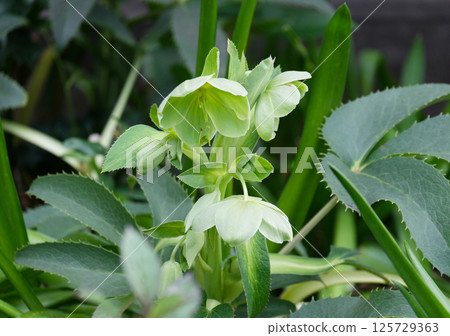 Blossom Majorcan Hellebore (lat.- Helleborus lividus) Blossom Majorcan Hellebore (lat.- Helleborus lividus) 125729363