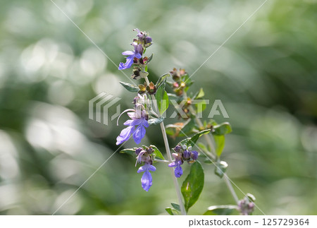 Blossom tree germander or bush germander (lat.- Teucrium fruticans) 125729364