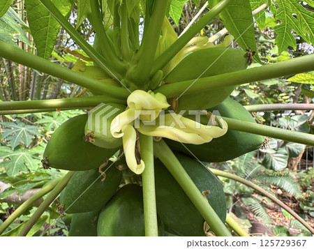 Fruits and flowers of papaya, papaw, or pawpaw (lat.- Carica papaya) 125729367