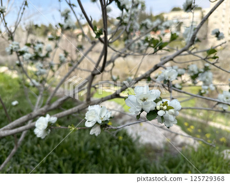Spring blossom pearlbush (lat.- Exochorda racemosa) Spring blossom pearlbush (lat.- Exochorda racemosa) 125729368