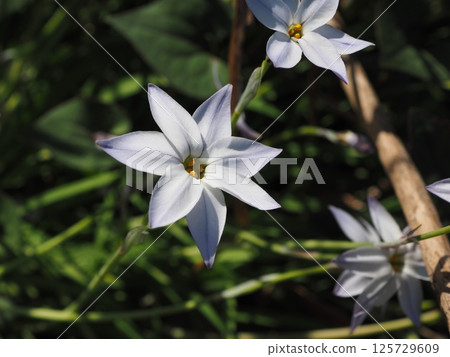 金絲雀的星形花很可愛，但有毒 125729609