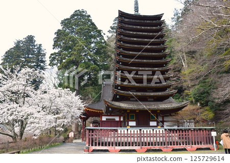 Yamato Tatsunomine Tanzan Shrine 13-story pagoda and cherry blossoms Yamato Tatsunomine Tanzan Shrine 13-story pagoda and cherry blossoms 125729614