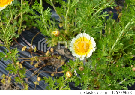 Yellow and white chrysanthemum flowers 125729658
