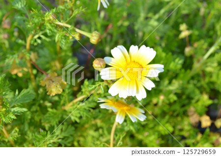Yellow and white chrysanthemum flowers Yellow and white chrysanthemum flowers 125729659