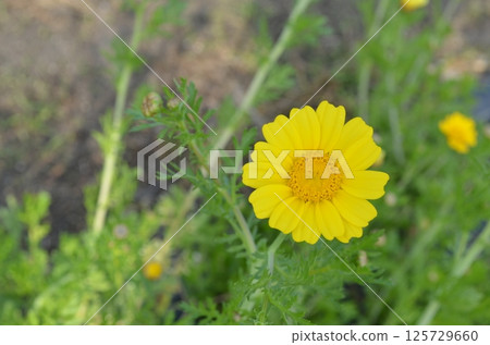 Yellow spring chrysanthemum flower Yellow spring chrysanthemum flower 125729660