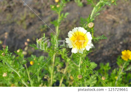 白色和黃色的春菊花 白色和黃色的春菊花 125729661