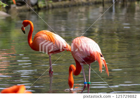火烈鳥在水邊休息 125729882