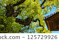 西新井大師：六角堂的屋頂與大樟樹 125729926