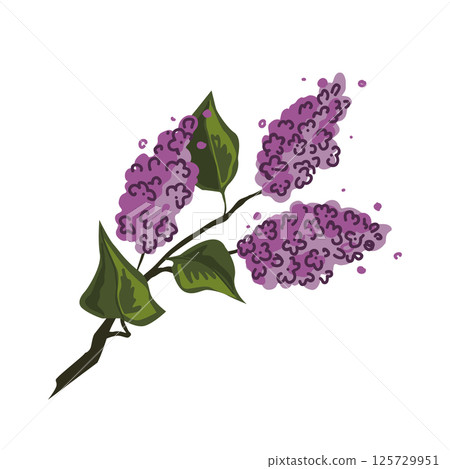 Brunch of lilac in blossom. Blooming purple lilacs twig. Vector isolated illustration. 125729951
