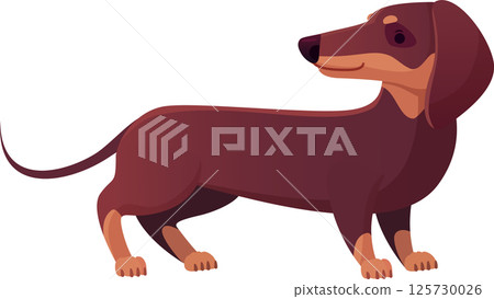 Cartoon style vector illustration featuring a brown dachshund standing and gazing to the right against a clean white background, highlighting its adorable and playful nature 125730026