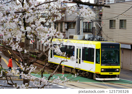 櫻花開始綻放,黃色的都電荒川線(東京櫻花有軌電車,8900系列) 櫻花開始綻放,黃色的都電荒川線(東京櫻花有軌電車,8900系列) 125730326