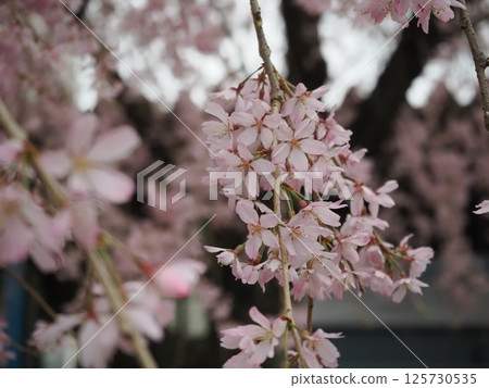 雄偉的垂枝櫻花樹營造出春天般的花園。 125730535