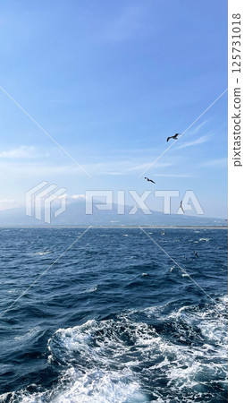 一群海鷗聚集在靜岡縣沼津市駿河灣的一艘觀光船上 125731018